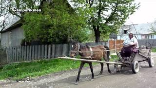 Paard en Wagen Roemenië [upl. by Yancey175]