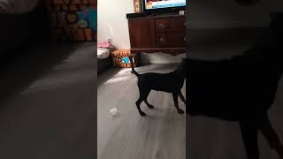 German Pinscher hidden scent work [upl. by Eissirhc]