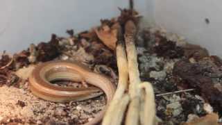 Chalcides mionecton trifasciatus giving birth [upl. by Saunder]