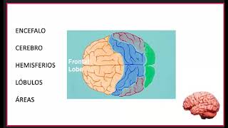 NEUROPSICOLOGÍA CLÍNICA PRÁCTICA conceptos generales clase 1 [upl. by Nosila]