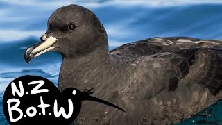 Westland petrel  New Zealand Bird of the Week [upl. by Bortz]