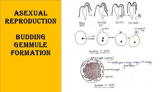 Budding  External and internal  Yeast  Hydra  Gemmule formation in sponge [upl. by Ulphi]