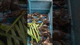 Crab Island anakkampoong crabing [upl. by Nnylarak]