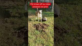 Pitt shows off our stew potatoes 🥔 pittbull helper diy doglovers 5gallon containergardening [upl. by Lutero657]