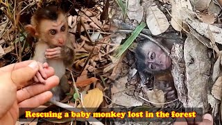 Rescue a baby monkey lost in the forest The poor little monkey was fortunately rescued in time [upl. by Gauntlett]