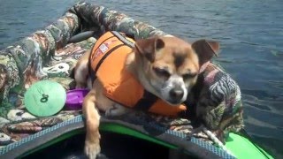 DIY Kayak with a dog Tip [upl. by Sidnak]