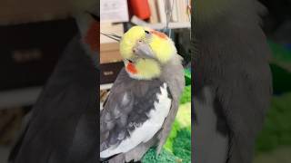 Cuteness 👆🦜😍 cockatielscraze [upl. by Ennaxor610]