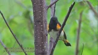 American Redstart in Maine [upl. by Eramat651]