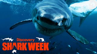 SHARK ATTACK Caught on Camera  Shark Week  Discovery [upl. by Burris420]