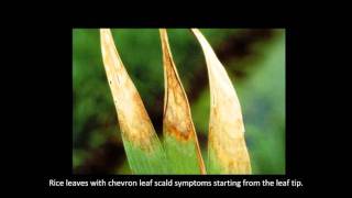 Rice Diseases Leaf Scald [upl. by Nichol]