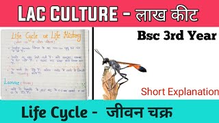 Lac Insect  Life Cycle जीवन चक्र  Life History • Zoology 1st Paper • Hindi Notes [upl. by Shyamal]