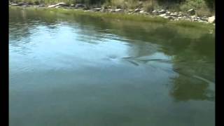 Great White Shark in Massachusetts salt pond 2 [upl. by Demy]