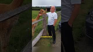 Animal capable of spitting on humans alpacas animals shorts [upl. by Aihsital811]