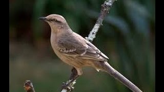 Clases de aves  La Calandria [upl. by Esilehs]