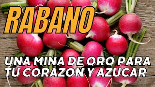 Beneficios del rábano  15 propiedades y beneficios del rábano como se come y contraindicaciones [upl. by Ujawernalo]