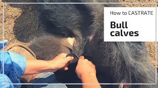 HOW TO CASTRATE A BULL CALF [upl. by Thanasi]