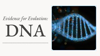 Evidence for Evolution DNA [upl. by Dwyer]