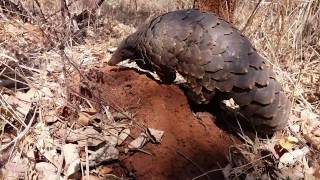 Temmincks Ground Pangolin [upl. by Nelsen]