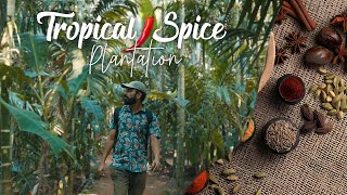 A Spice Plantation In Goa To Cool Off The Summer Heat  Tour  Rs 500 [upl. by Jari]