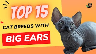 Ears Looking at You 15 Cat Breeds with the Biggest Ears [upl. by Ki]