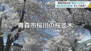 【あおもり桜風景】②青森市「桜川」 住宅街に咲き誇る「桜のトンネル」 桜と生きた50年、そして未来へ [upl. by Imac]