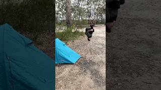 Backflip at bushland campground aussie aboriginal camping eshay backflip autism bushwhacking [upl. by Marduk357]