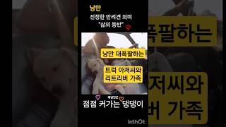 낭만 감성  트럭기사님과 리트리버 가족 반려견의 의미는 삶의 동반자 반려동물 반려견 견주 가족 리트리버 교감 낭만적 편집 인생 애견 사랑 동반자 dog [upl. by Ellehcir148]