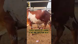 SR CattleLand cattle cattlefarm cow sahiwalbachre cowfarm bachra daily animals bachry bull [upl. by Neerol]