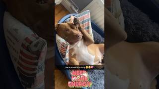 lazybones dailyshorts mypet funnyanimal cutedog doglover pitbull pets fyp newvideo [upl. by Ellives]