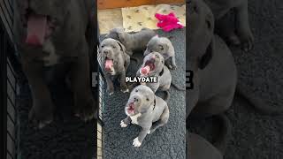 4 TIPS to become a Responsible Pitbull Owner 🐶 Wholesome Animals shorts pitbulls cutedogs [upl. by Bastian679]