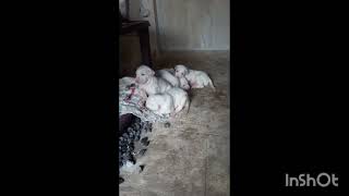 Rajapalayam Puppies 9080276153 Coimbatore [upl. by Ottillia]