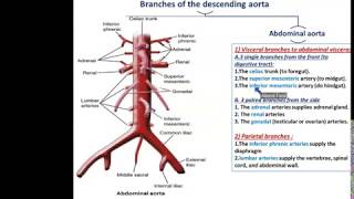 Arteries of the Thorax  Dr Ahmed Farid [upl. by Akinoj962]