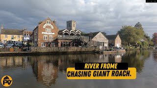 Frome part 1 Chasing a big river Roach What a lovely place [upl. by Atnohs]