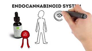 Vitalibis Endocannabinoid System Overview [upl. by Paulette]