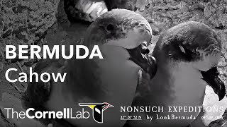 Endangered Bermuda Petrels Live CahowCam Burrow 1  Nonsuch Expeditions  Cornell Lab [upl. by Morly]