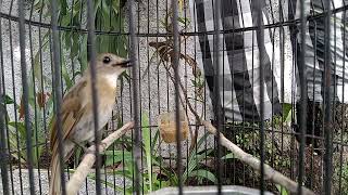 BURUNG SRDC ORI BALI GACOR EMOSI VOLUME KENCANG NYERANG srdcgacoremosinyerangjuara Burung gacoran [upl. by Dibbrun]