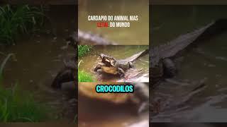 Crocodilo Letal e com fome curiosidades letal [upl. by Nnagem]