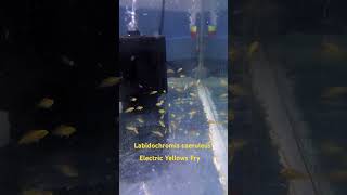 Electric Yellow Labidochromis caeruleus  MUST HAVE African Cichlids [upl. by Tacy]