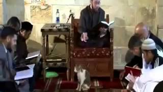 Cat Interrupts an Imam in a mosque SEE HIS REACTION [upl. by Peltier]