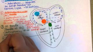 Conduction System of the Heart [upl. by Figueroa]