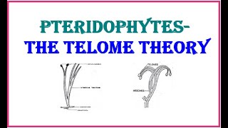 PteridophytesThe Telome theory [upl. by Ogir]