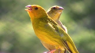 Canário da Terra Cantando Junto com sua Fêmea  Sensacional [upl. by Alwitt]