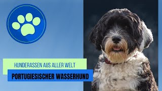 Portugiesischer Wasserhund [upl. by Nayek417]