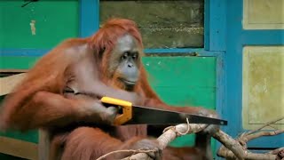 Incredible Orangutan Moments Part 1  Top 5s  BBC Earth [upl. by Klug]