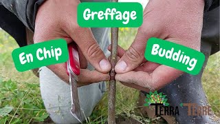 Greffe en Chip Budding  Greffage en Avril du Kaki [upl. by Sergeant]