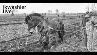 Ploegen met Ardennertrekpaard  Trait Ardennais  Ardennes draft horse  ikwashierlive Merksplas [upl. by Margarete87]