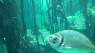 Kelp Forest  Two Oceans Aquarium [upl. by Navannod]