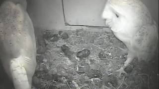 Barn Owl Cam Live  Grumpydad [upl. by Akapol]