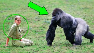 Alle Haben Sie Davor Gewarnt Den Gorilla Aus Ihrer Kindheit Zu Treffen ❤️ [upl. by Brawner361]