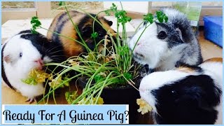 13 Things You Need to Know before You Get Guinea Pigs [upl. by Breeze]